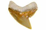 Fossil Tiger Shark (Galeocerdo) Tooth - Bone Valley, Florida #299490-1